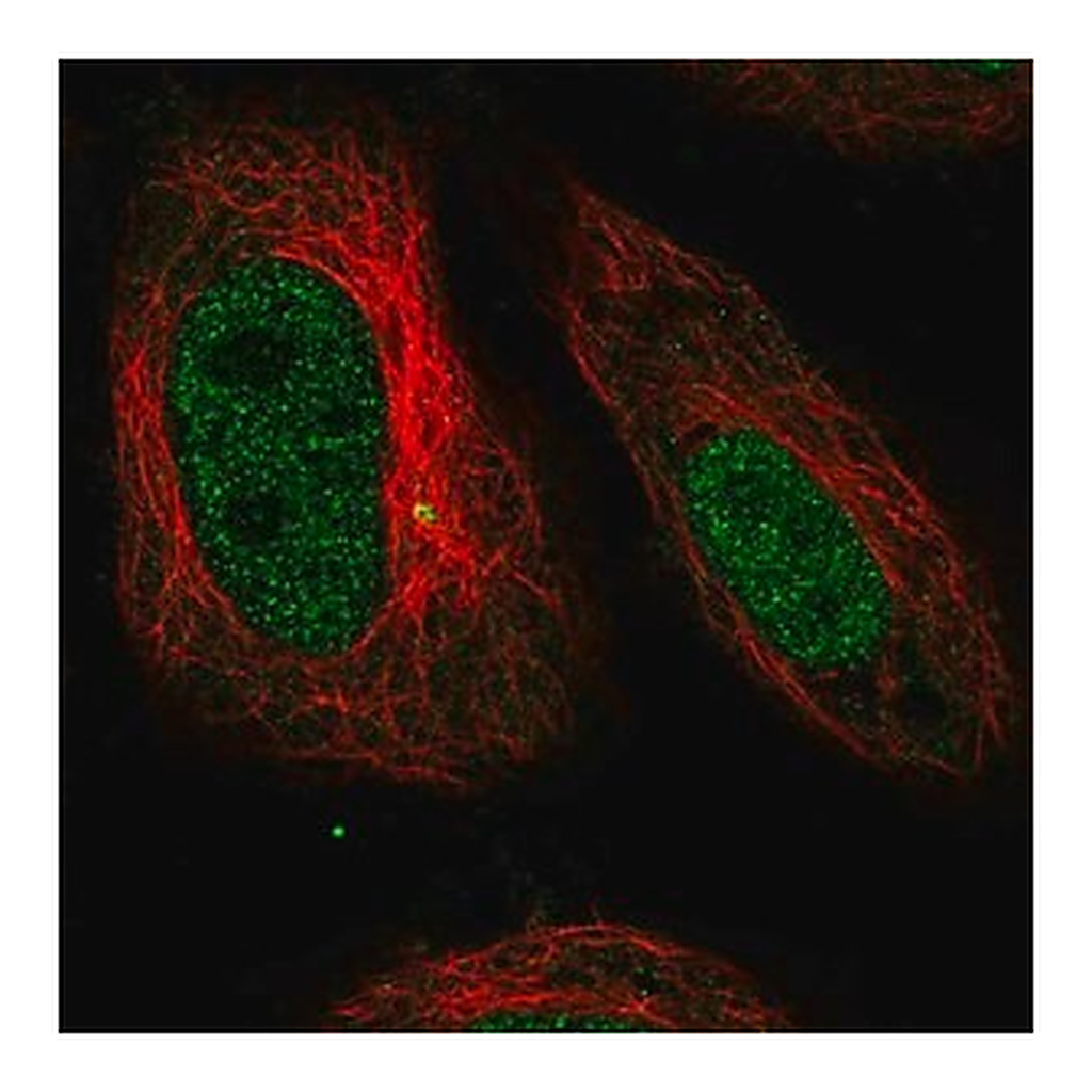 Merck Anti-SMARCD3 antibody produced in rabbit