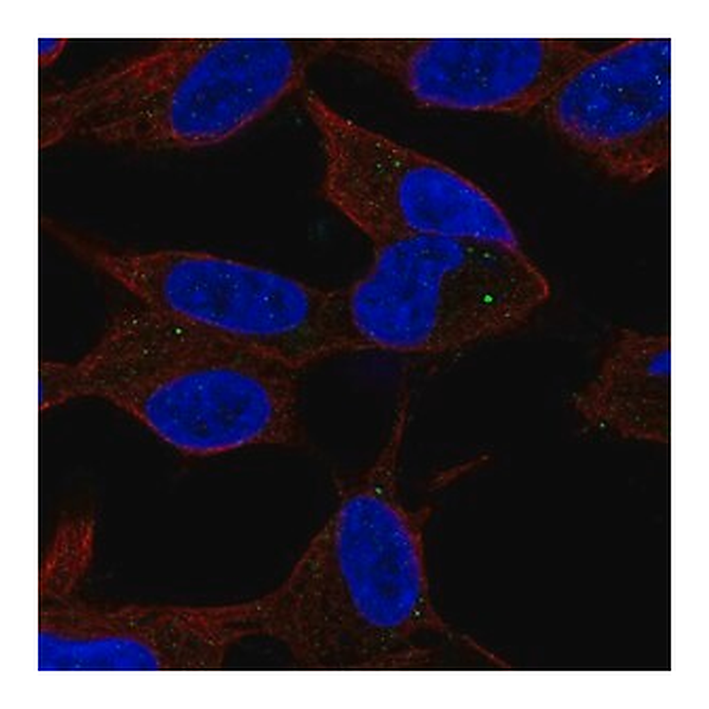 Merck Anti-SPHK2 antibody produced in rabbit