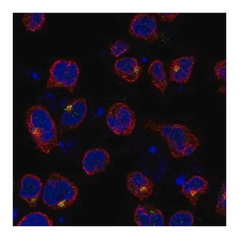 Merck Anti-SLC9B1 antibody produced in rabbit