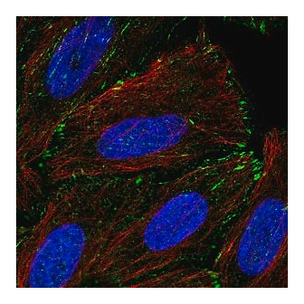 Merck Anti-TM4SF20 antibody produced in rabbit