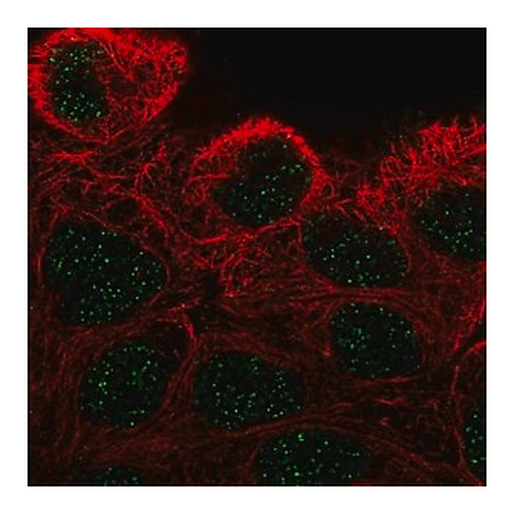 Merck Anti-ZNF432 antibody produced in rabbit