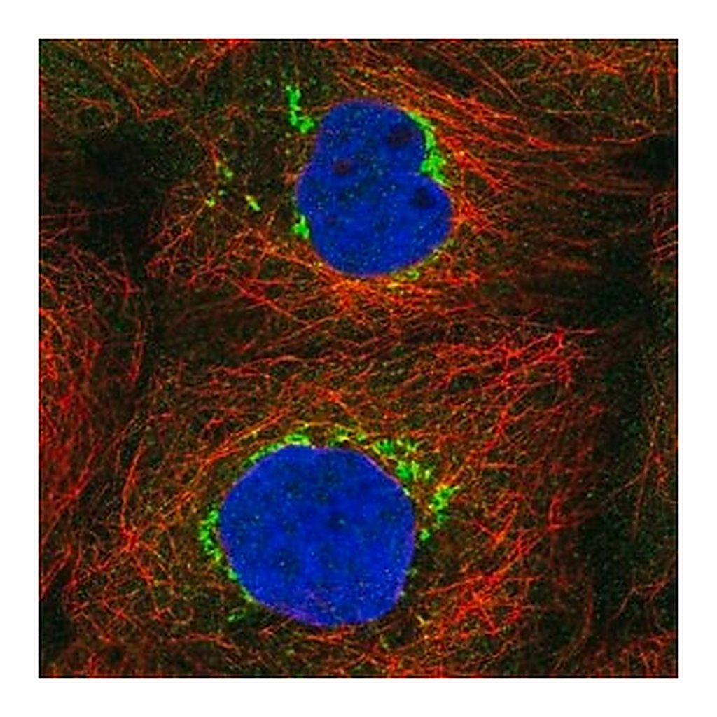 Merck Anti-TVP23C antibody produced in rabbit
