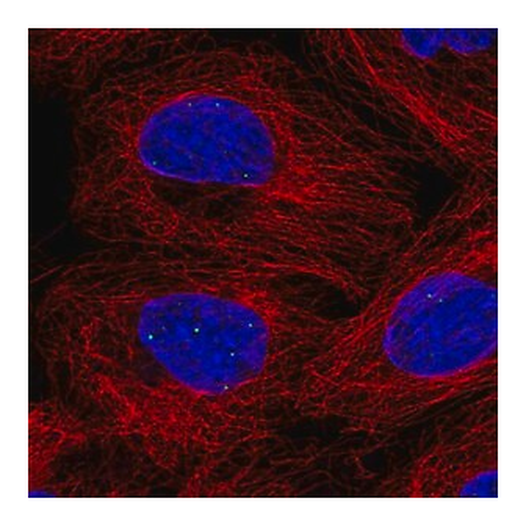 Merck Anti-FBXL3 antibody produced in rabbit