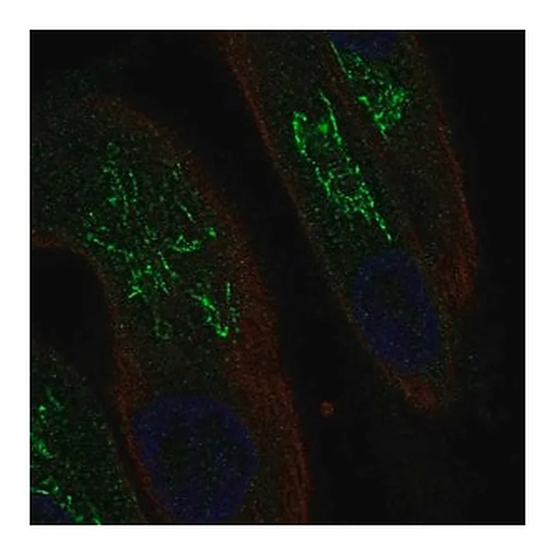 Merck Anti-MAL antibody produced in rabbit