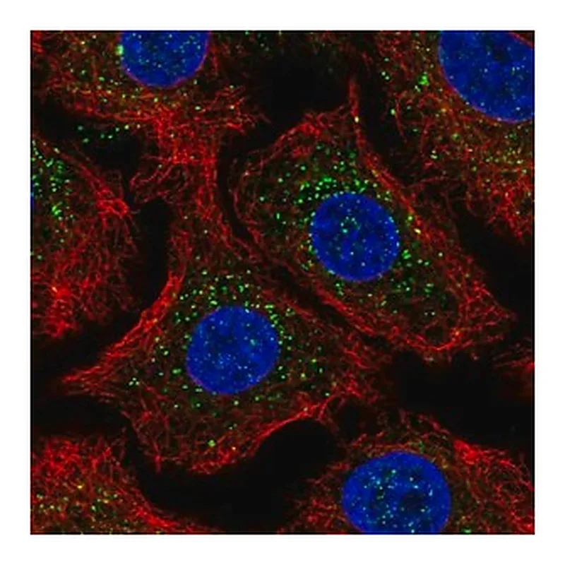 Merck Anti-ARRB2 antibody produced in rabbit