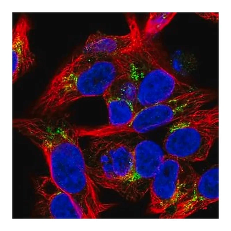 Merck Anti-COL18A1 antibody produced in rabbit