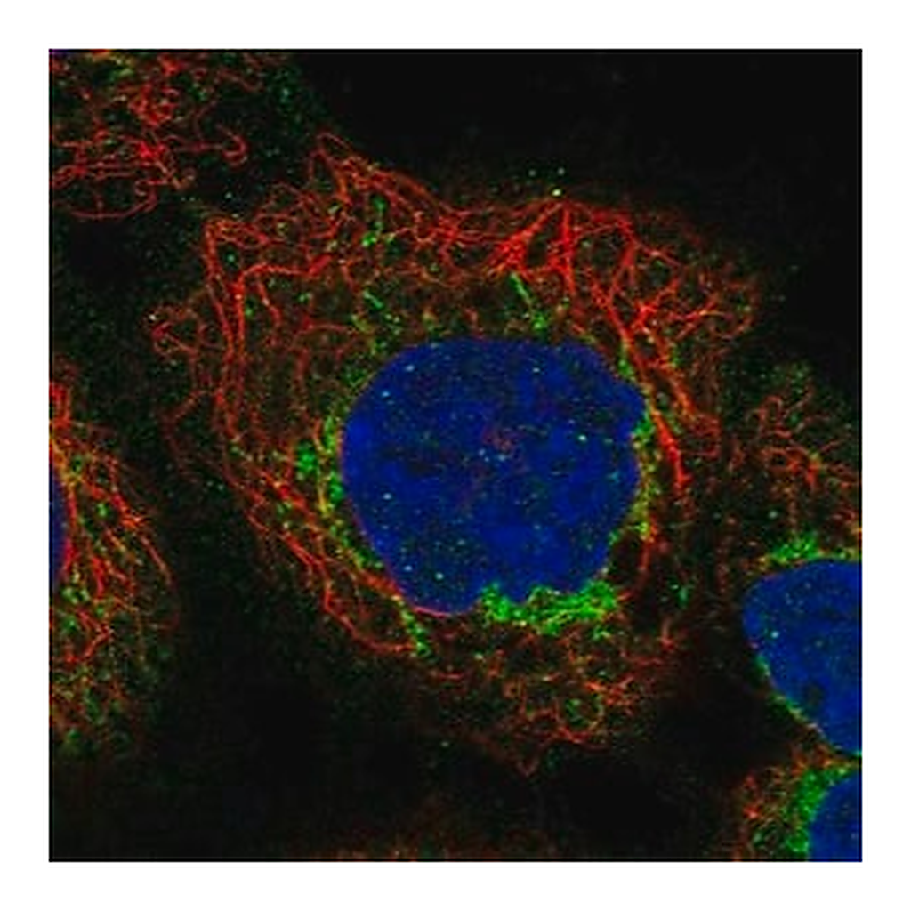 Merck Anti-APOL3 antibody produced in rabbit