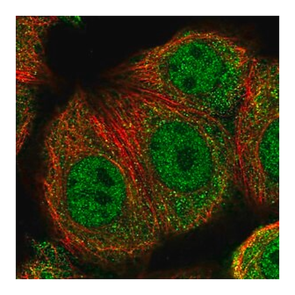 Merck Anti-TXNRD3 antibody produced in rabbit