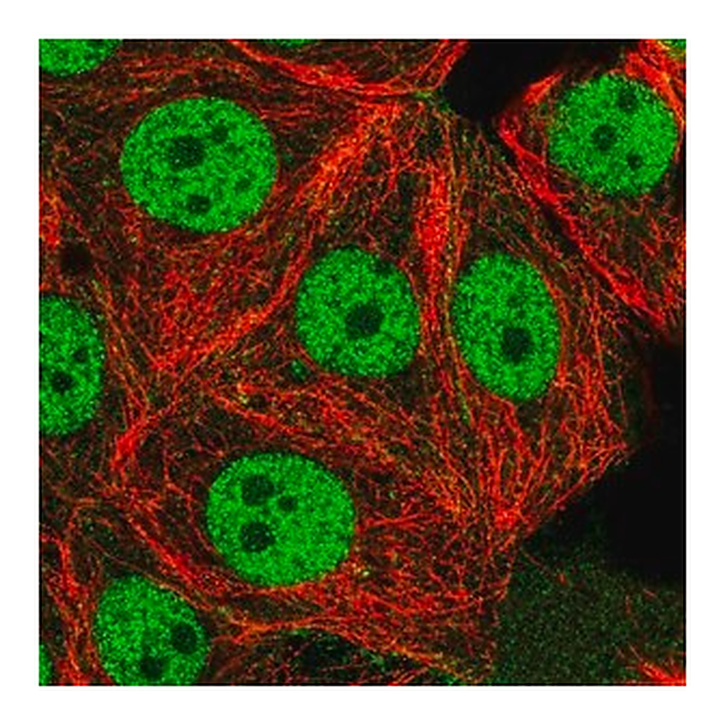 Merck Anti-USF1 antibody produced in rabbit