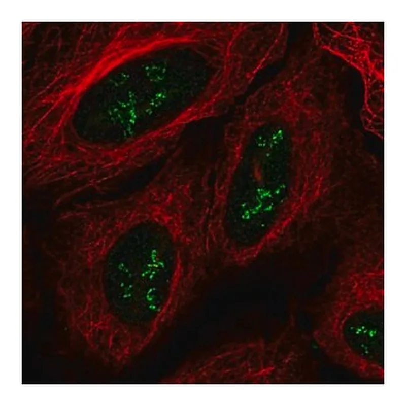 Merck Anti-TMEM177 antibody produced in rabbit