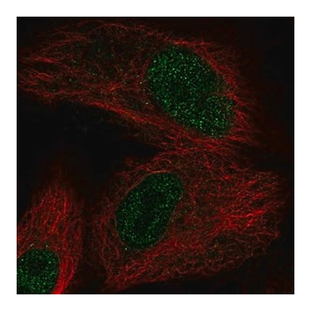 Merck Anti-OXNAD1 antibody produced in rabbit