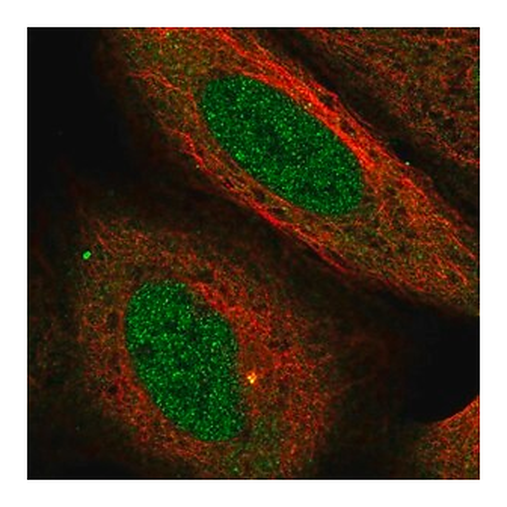 Merck Anti-USP38 antibody produced in rabbit