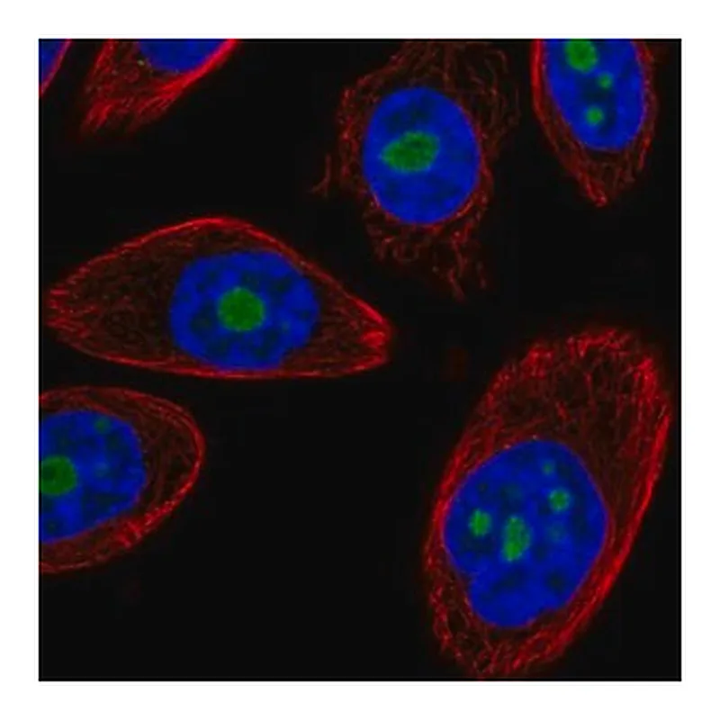 Merck Anti-DDX50 antibody produced in rabbit