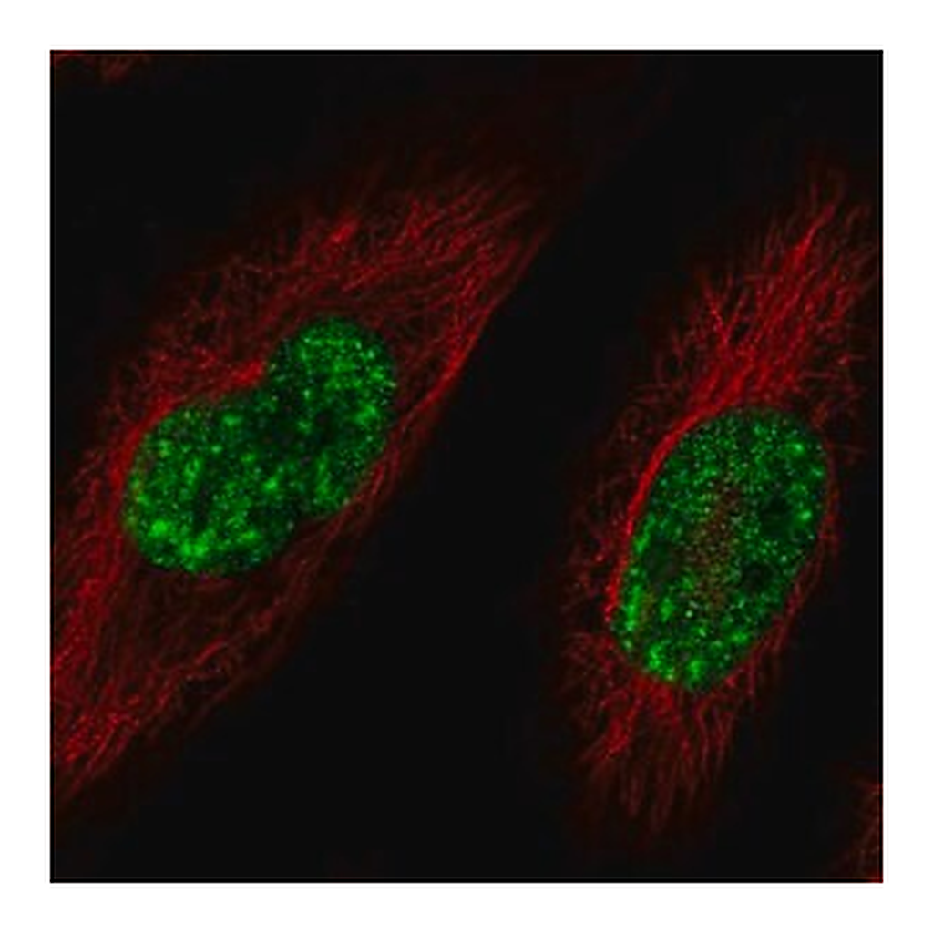 Merck Anti-SREK1 antibody produced in rabbit