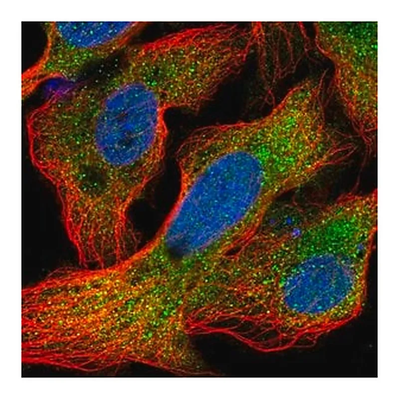Merck Anti-CRYAA antibody produced in rabbit