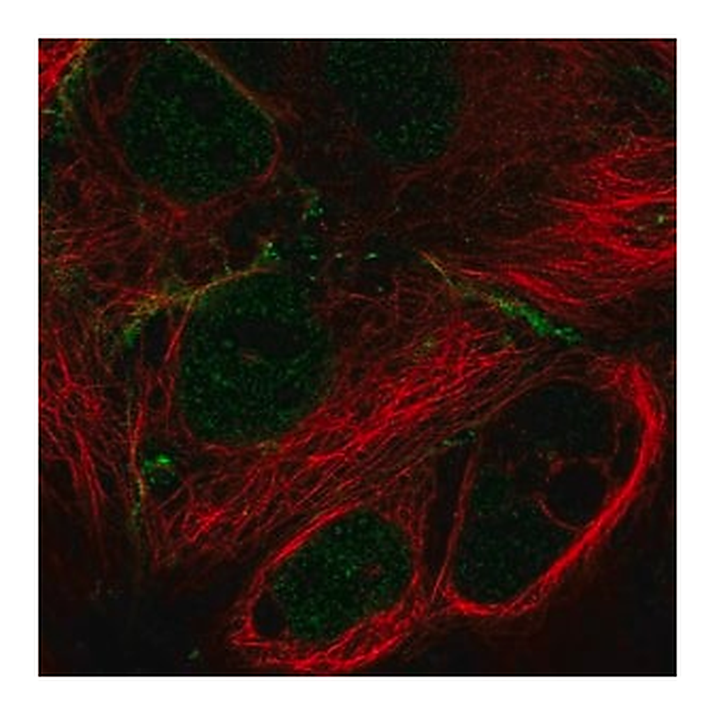 Merck Anti-MPP7 antibody produced in rabbit