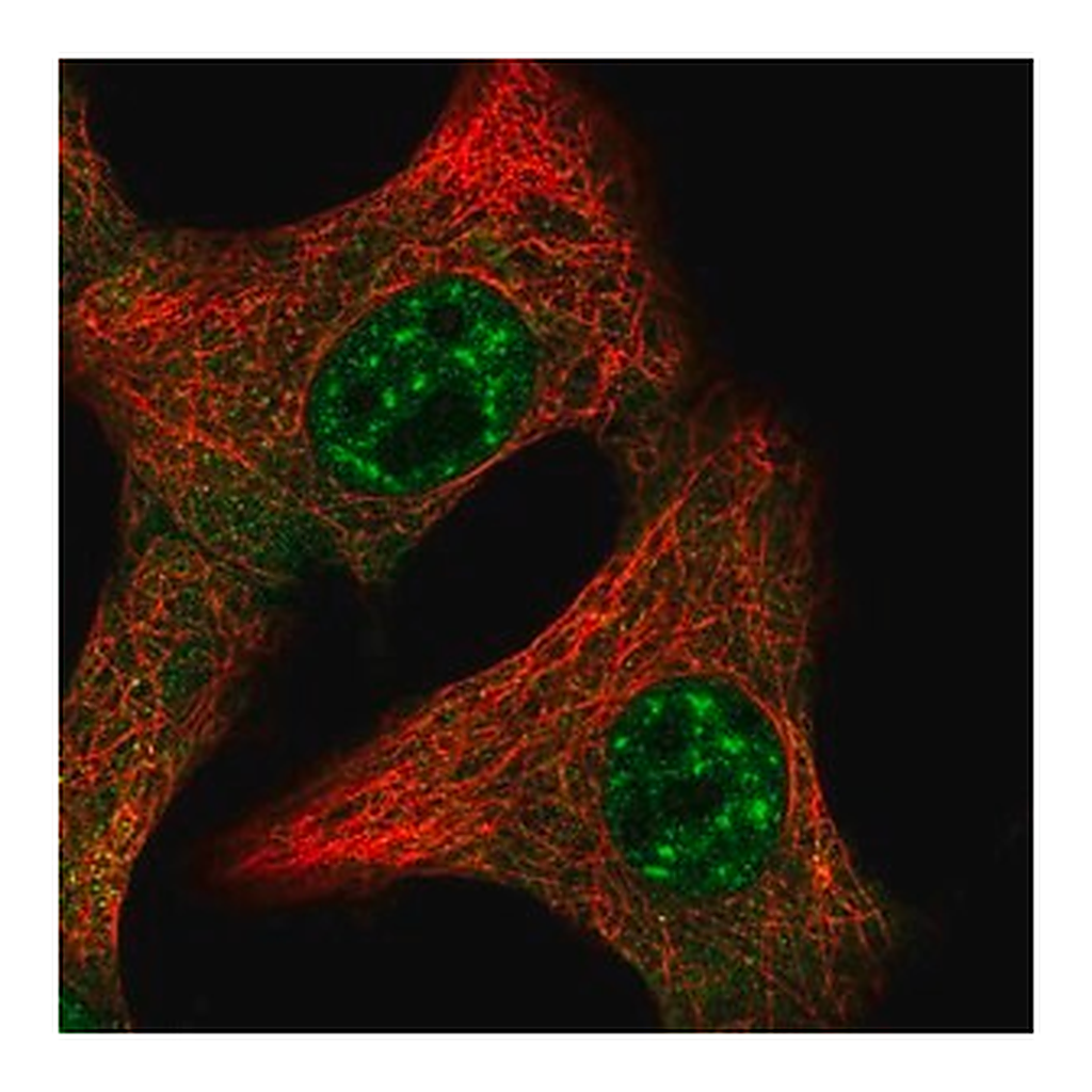 Merck Anti-IL15 antibody produced in rabbit