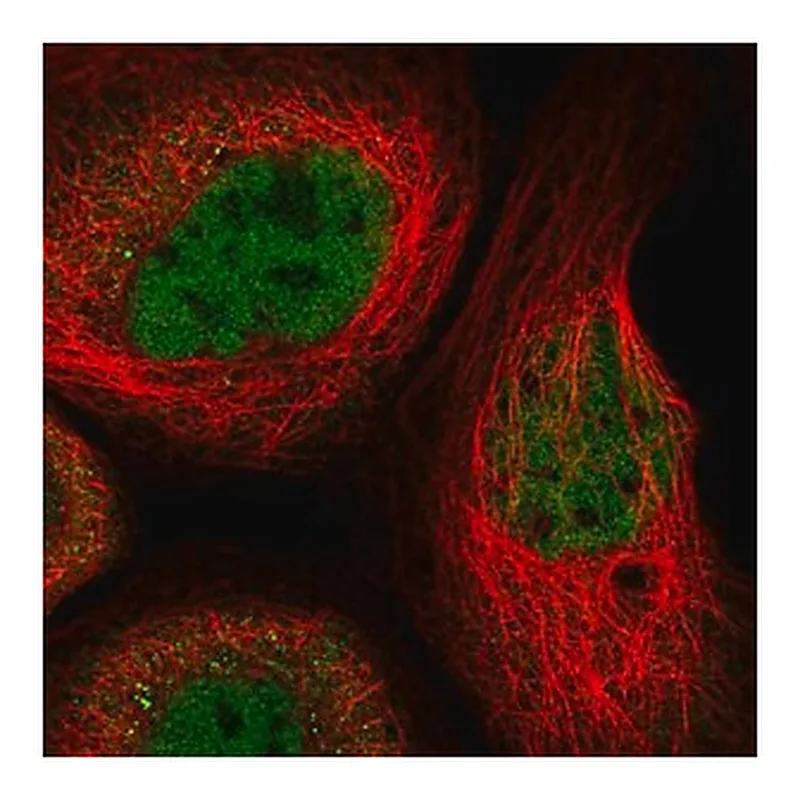Merck Anti-RUNX1 antibody produced in rabbit