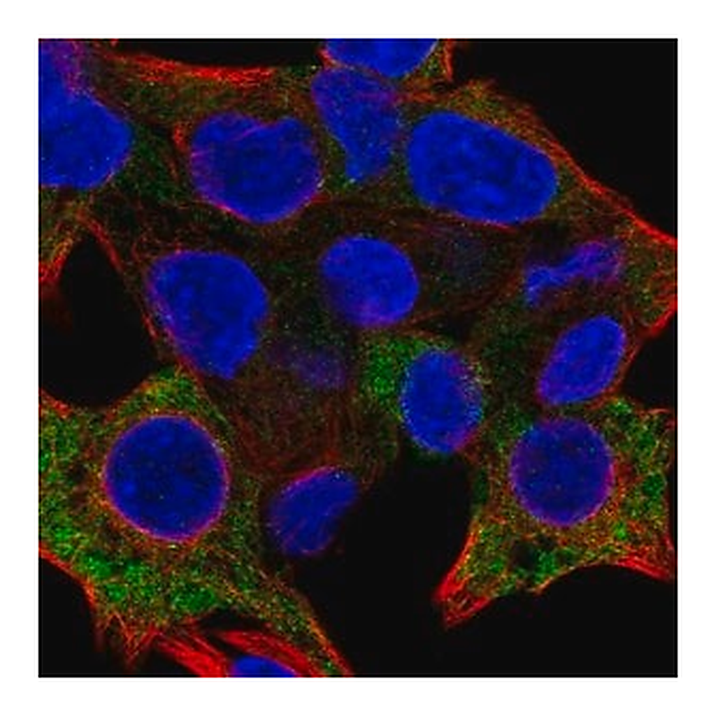 Merck Anti-PRF1 antibody produced in rabbit