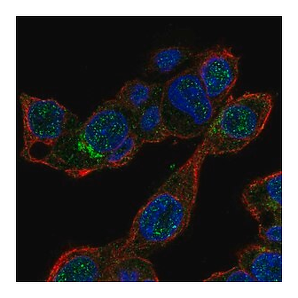 Merck Anti-MALRD1 antibody produced in rabbit