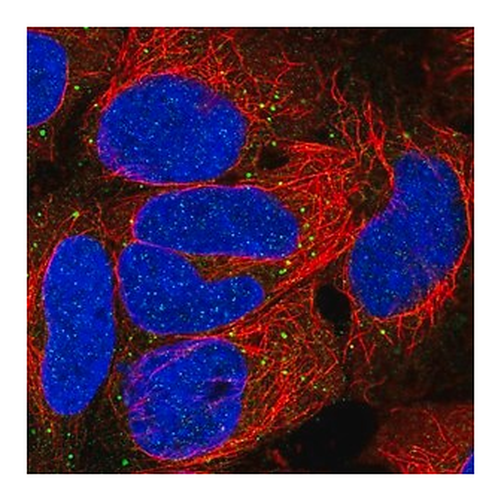 Merck Anti-EDA antibody produced in rabbit