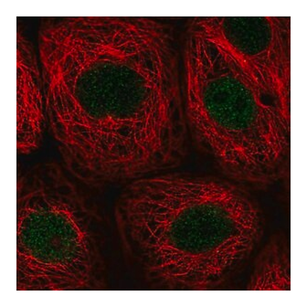 Merck Anti-PWWP2B antibody produced in rabbit