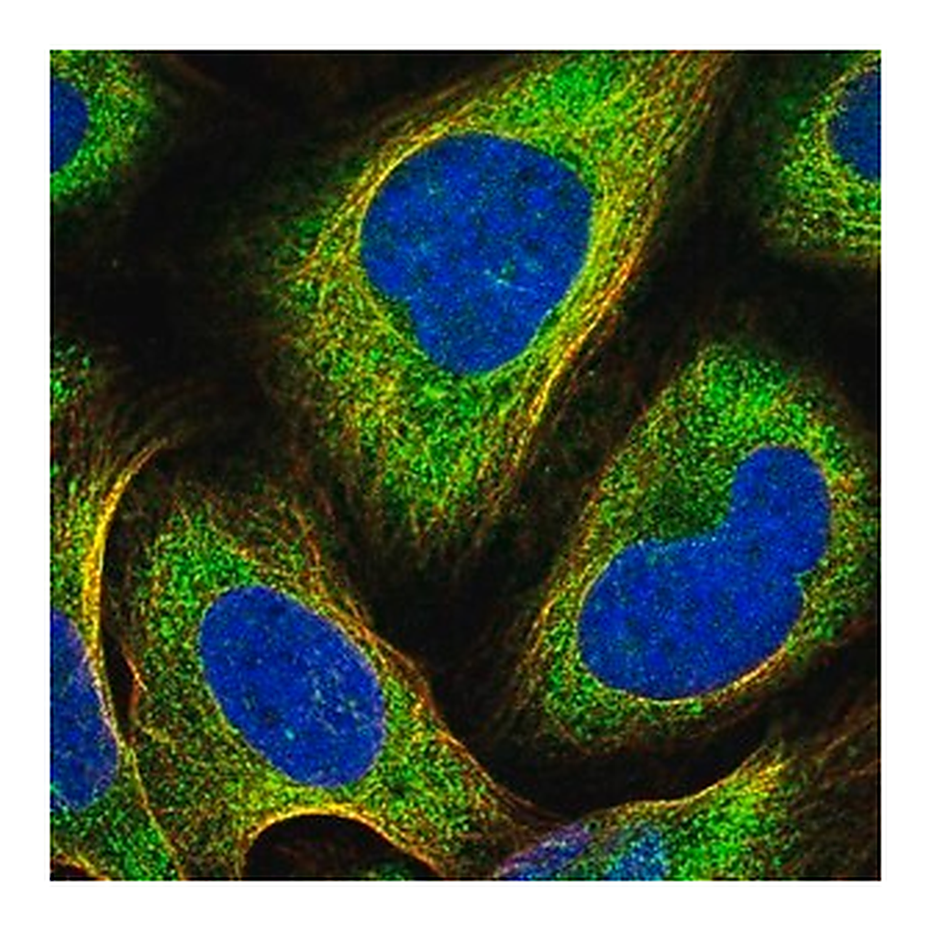 Merck Anti-PRKCI antibody produced in rabbit