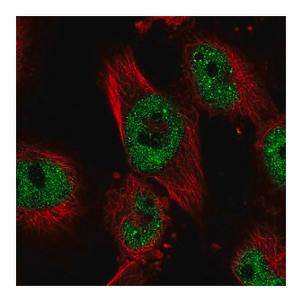 Merck Anti-JADE2 antibody produced in rabbit