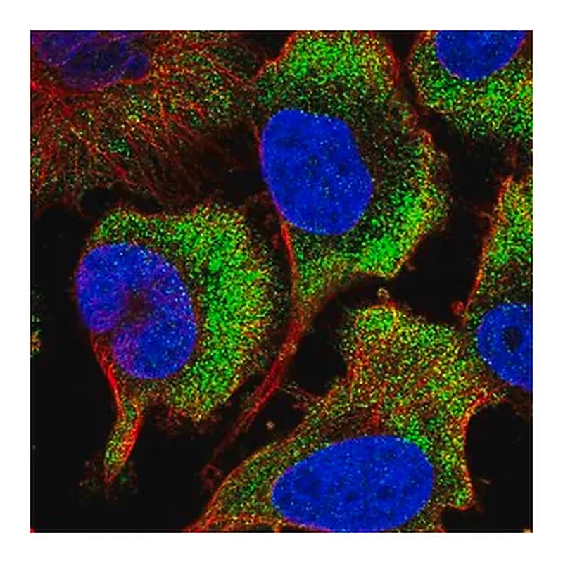 Merck Anti-RPS26 antibody produced in rabbit