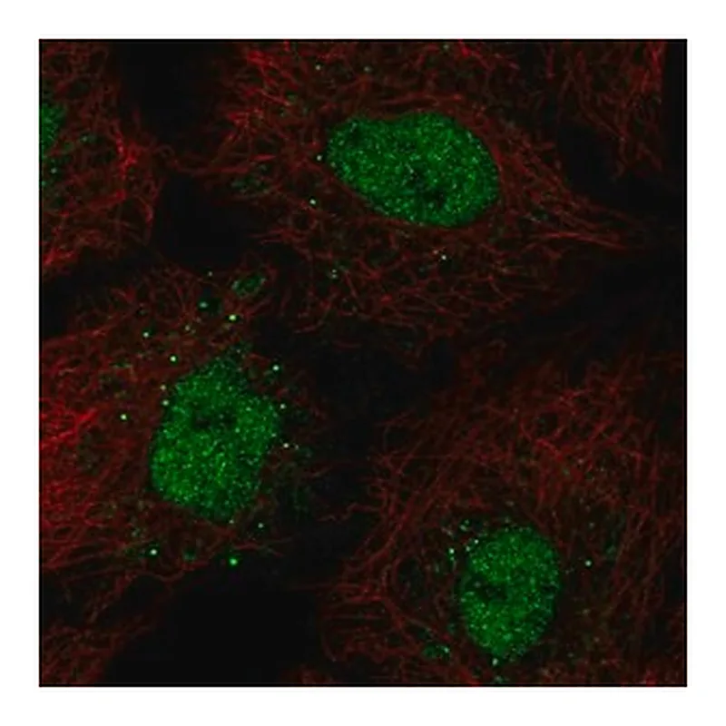Merck Anti-BARX1 antibody produced in rabbit