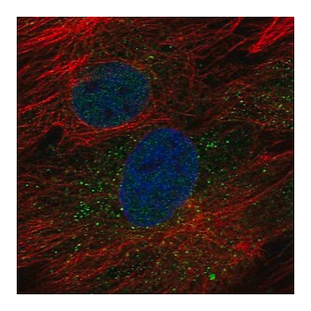 Merck Anti-GOLT1B antibody produced in rabbit