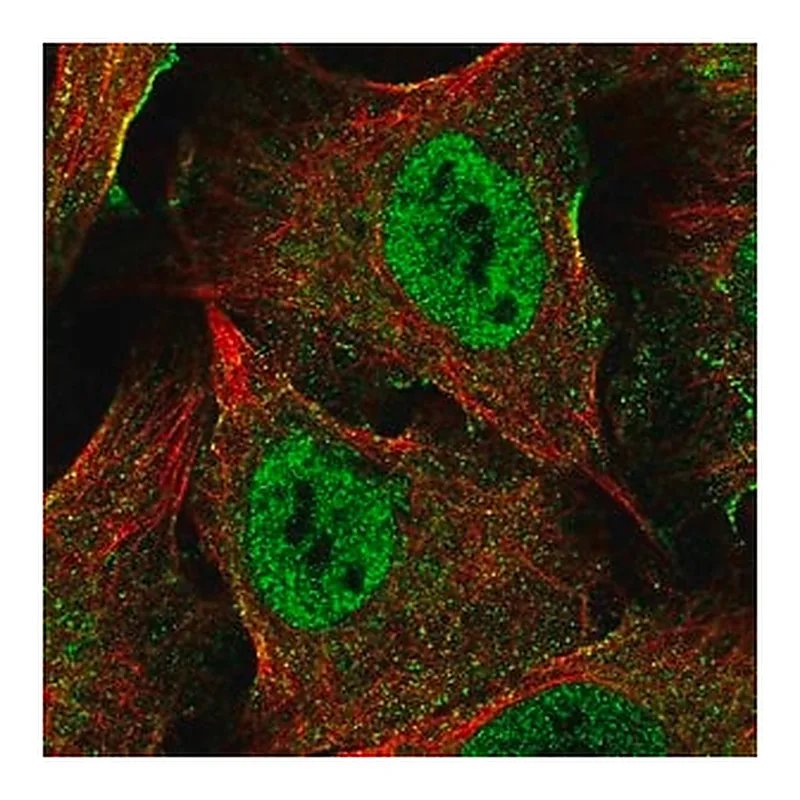 Merck Anti-XAGE5 antibody produced in rabbit