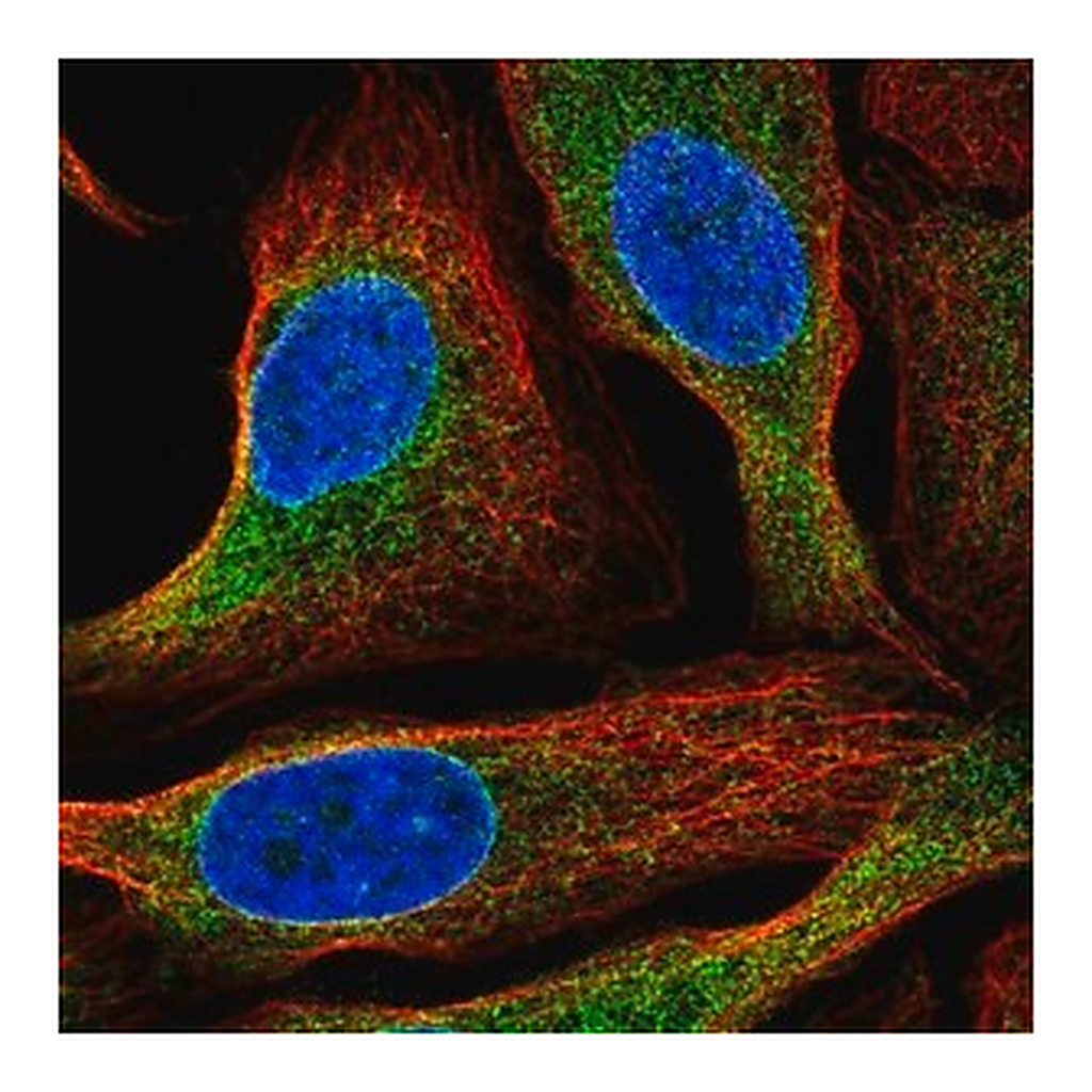 Merck Anti-HM13 antibody produced in rabbit