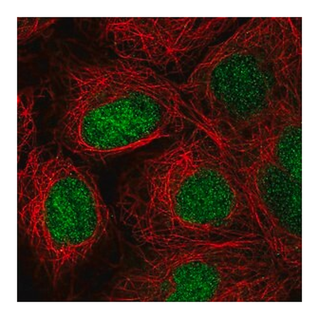 Merck Anti-ZNF629 antibody produced in rabbit