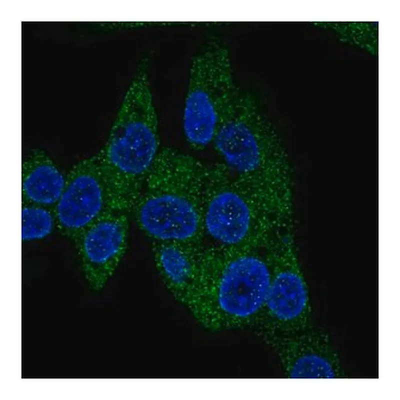 Merck Anti-PDE3B antibody produced in rabbit