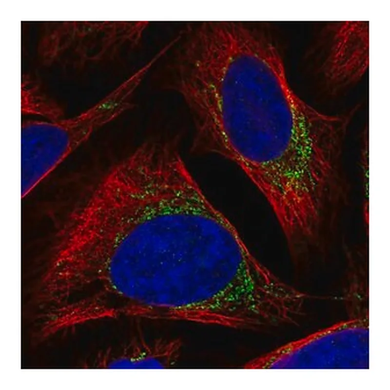 Merck Anti-BCKDK antibody produced in rabbit