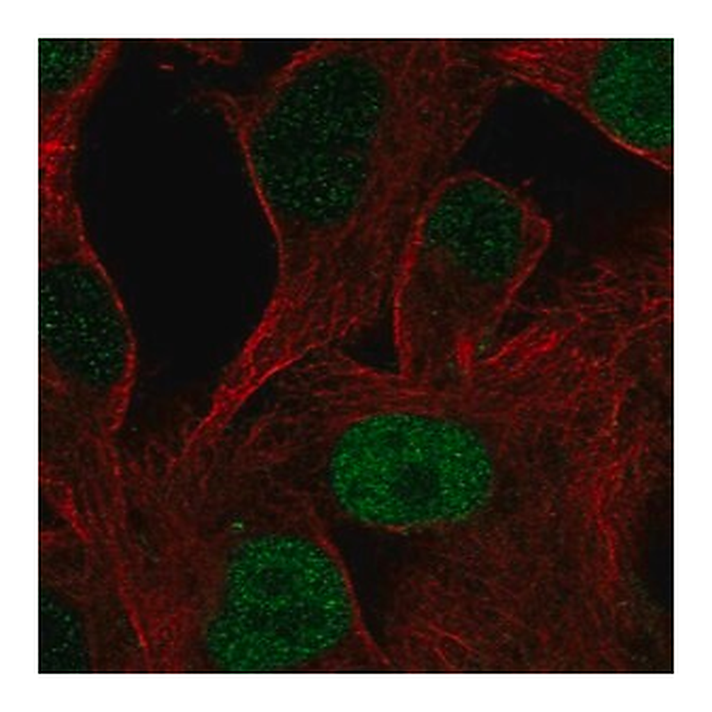 Merck Anti-POU3F1 antibody produced in rabbit