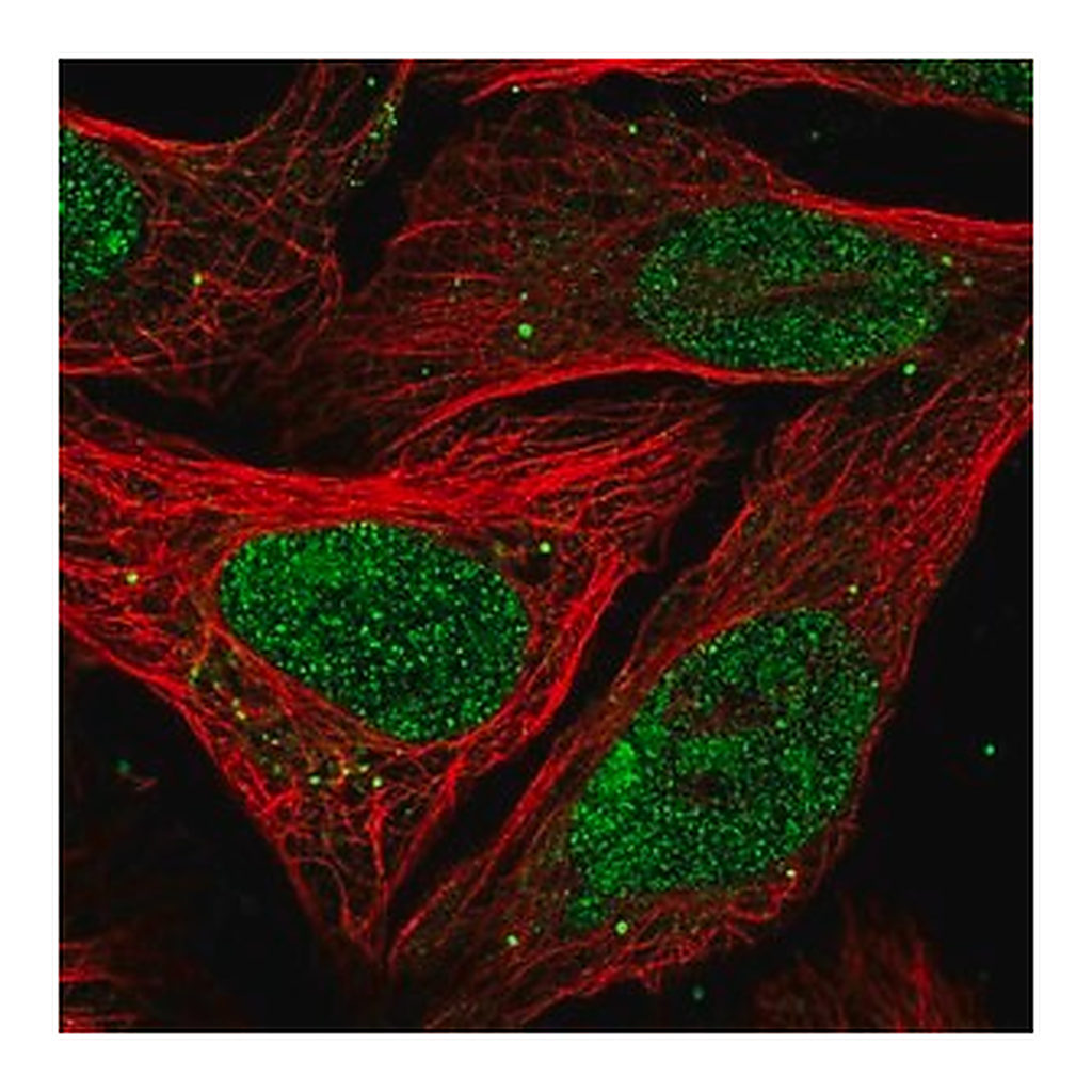 Merck Anti-PELP1 antibody produced in rabbit