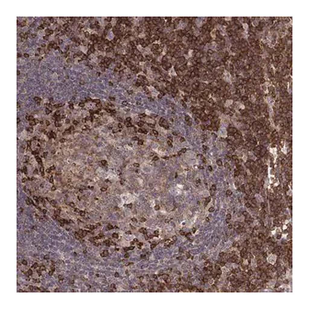 Merck Anti-PILRA antibody produced in rabbit