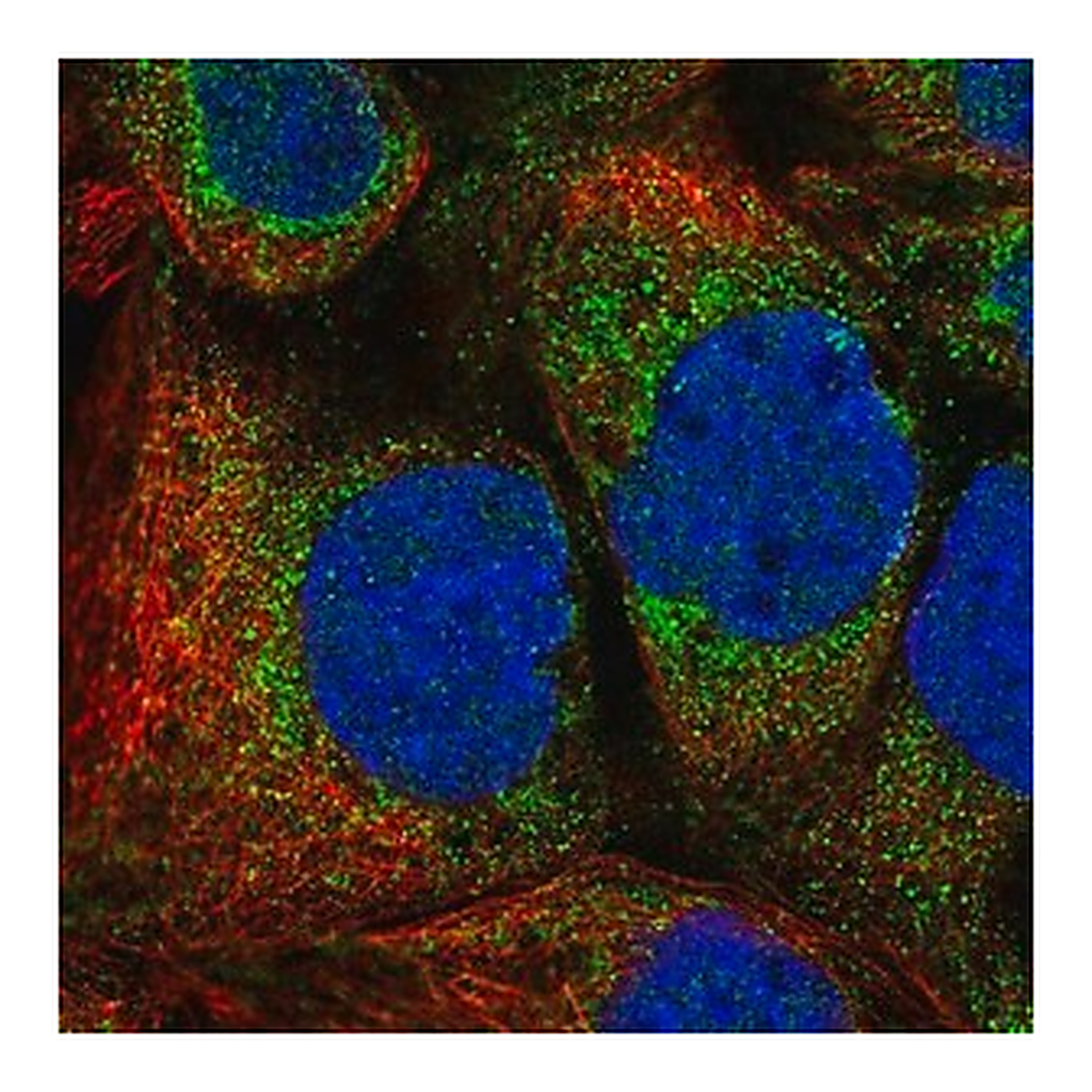Merck Anti-MTFR1 antibody produced in rabbit