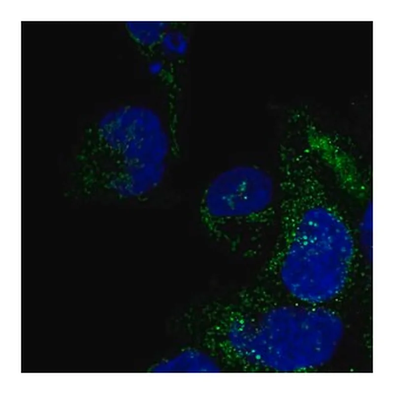 Merck Anti-DNAAF3 antibody produced in rabbit