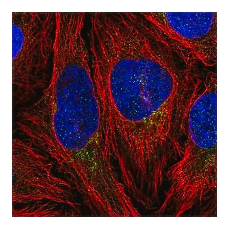 Merck Anti-CLIP4 antibody produced in rabbit