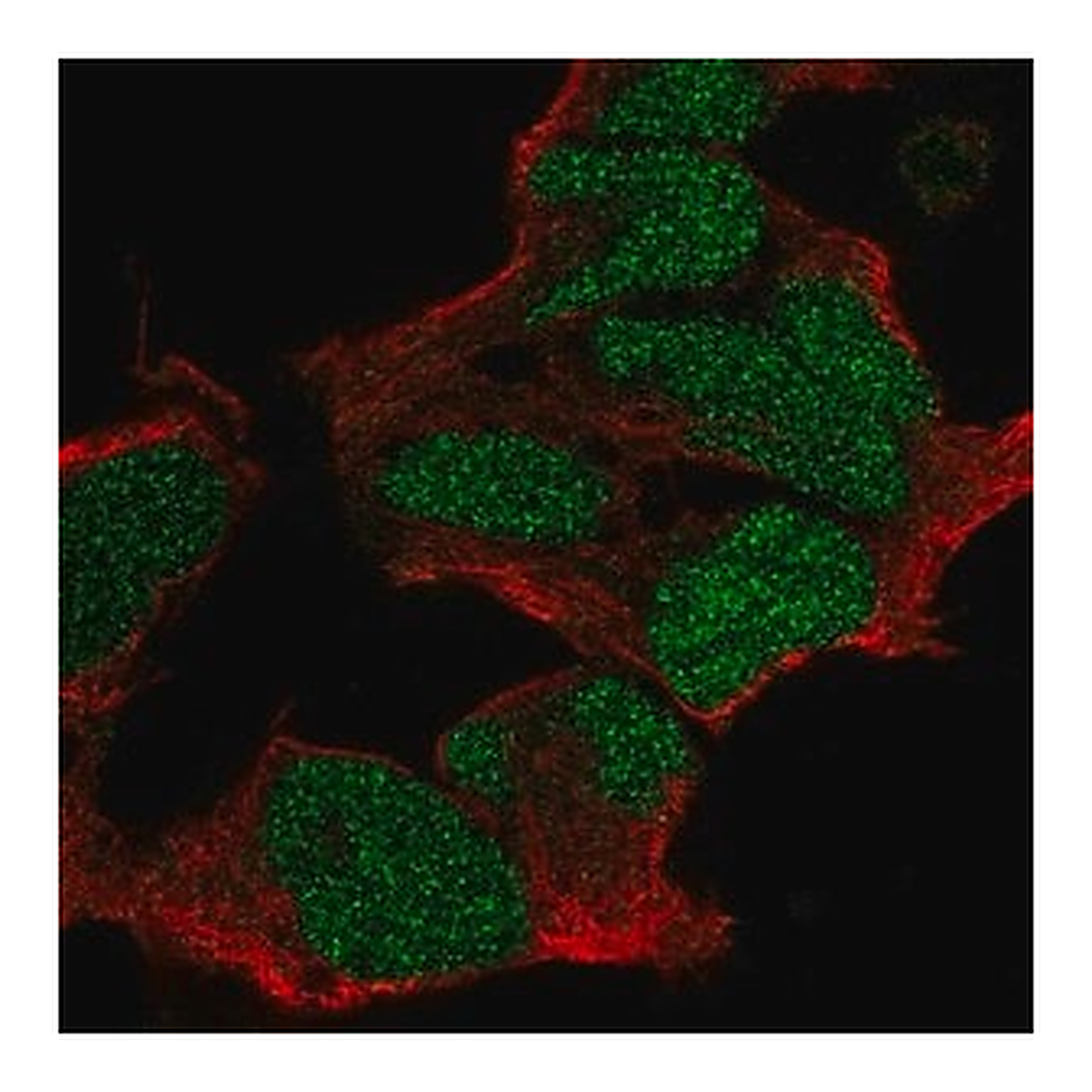 Merck Anti-POU3F2 antibody produced in rabbit