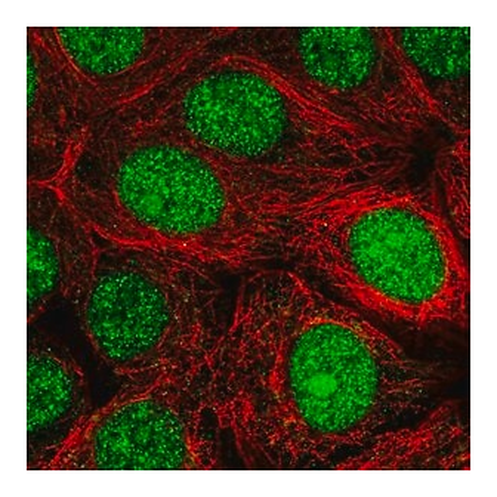 Merck Anti-MRFAP1 antibody produced in rabbit