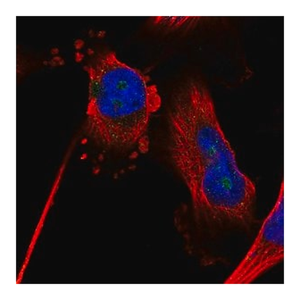 Merck Anti-ZNF330 antibody produced in rabbit