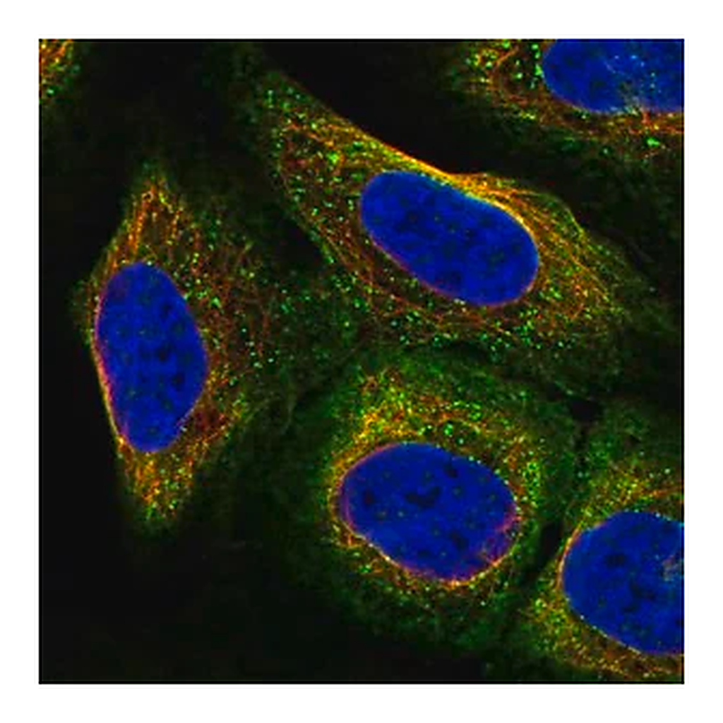 Merck Anti-ARC antibody produced in rabbit