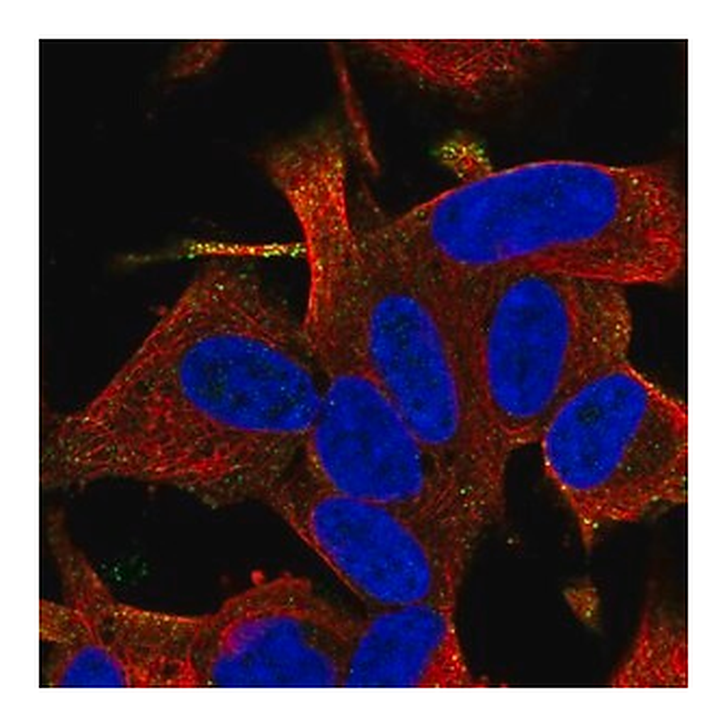 Merck Anti-RGS17 antibody produced in rabbit