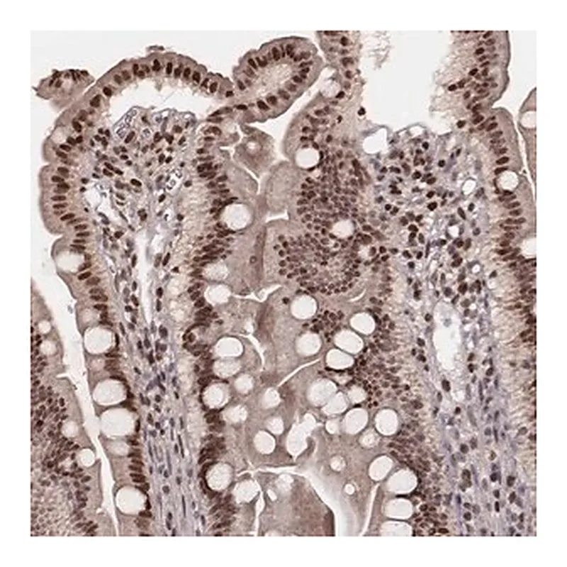 Merck Anti-VRK3 antibody produced in rabbit