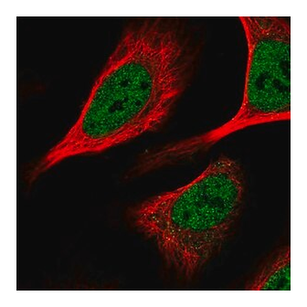 Merck Anti-KHSRP antibody produced in rabbit