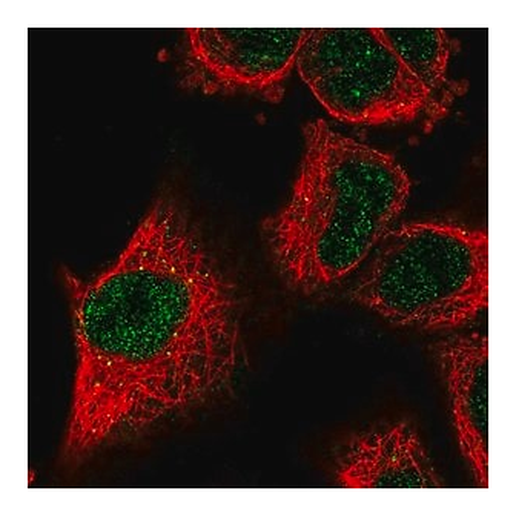 Merck Anti-LOXL2 antibody produced in rabbit